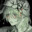GRAVEYARD SHIFT Steam avatar