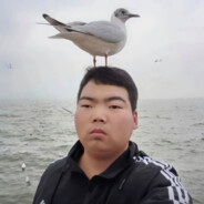 海鸥也曾为我停留