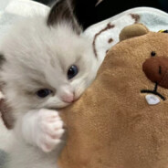 我是米其林五星级大厨