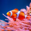 Clownfish