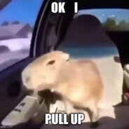 capybara in a car