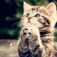 为了大猫咪  黄金双枪