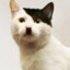 Adolf