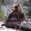 Fat bear in the woods