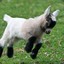 Ohmygoat