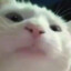 Bajs