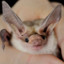 RusticCaveBat