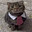 Mr. Cat