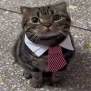 Mr. Cat