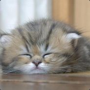 mr. angry eyes - steam id 76561197960777680