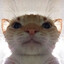 Gatito Tóxico