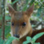 Scandinavian Rocket Deer