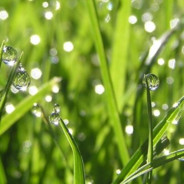 Dewdrops on the Grass