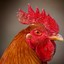 CocK