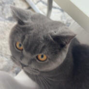 ✦ 𝚃𝚊𝚒𝚣𝚒 ✦