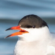 an arctic tern