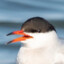 an arctic tern