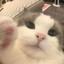 cha
