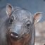 Martin the Babirusa Piglet