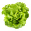 Electric Lettuce