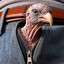 Avatar of player cookarek