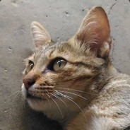 kalamonkinpapa avatar