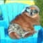 thecoolestdog