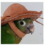 Hat Bird