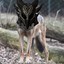 DaedrikWolf