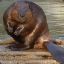 Estonian Beaver