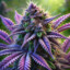 PURPLE HAZE VAR MI ?