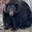 fat bear