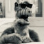 aLF