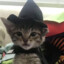 Magical Cat