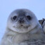 seallover407