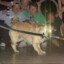 Dog with a fucking sword