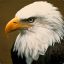 creasted eagle