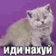 Кисик Писик
