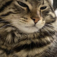 张赫爱吃牛肉面