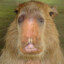 cyborg_capybara