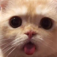 重生之我是麦麦脆薯饼