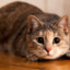 un gato con ojos grandes
