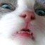 katjustmeowed