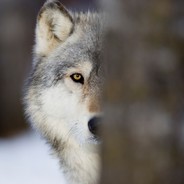 Worcestershire Sauce