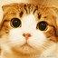 CAT AOM
