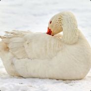 the snow duck's Avatar