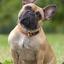 French Buldog