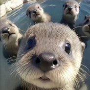 秋意风飘絮（0）