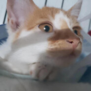 许久没玩复建ing