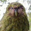 Great Kakapo